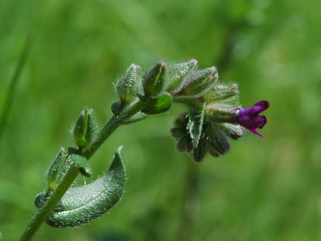 Anchusa officinalis / Buglossa comune